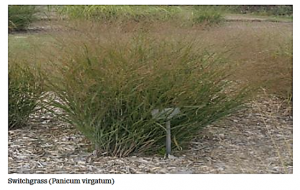 The genetic basis for panicle trait variation in switchgrass (Panicum virgatum)