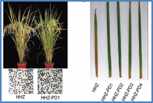 Improvement of Bacterial Blight Resistance in Two Conventionally Cultivated Rice Varieties by Editing the Noncoding Region