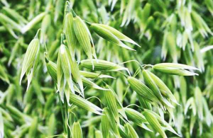 A reference-anchored oat linkage map reveals quantitative trait loci conferring adult plant resistance to crown rust (Puccinia coronata f. sp. avenae)