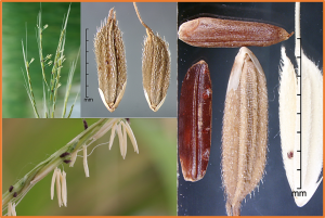 Quantitative Trait Locus Mapping of Salt Tolerance in Wild Rice Oryza longistaminata