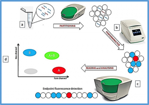 Digital Droplet PCR in Hematologic Malignancies: A New Useful Molecular Tool