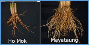 Response of Southeast Asian rice root architecture and anatomy phenotypes to drought stress