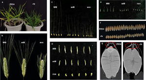 Positional cloning identified HvTUBULIN8 as the candidate gene for round lateral spikelet (RLS) in barley (Hordeum vulgare L.)