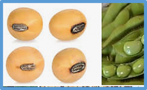 Identification of genes for seed isoflavones based on bulk segregant analysis sequencing in soybean natural population
