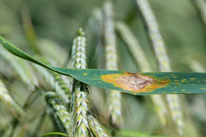 Genomics Expose Possible Weaknesses of Wheat Fungus