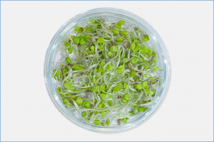Customized Biopharming Possible Using Humble Soybeans