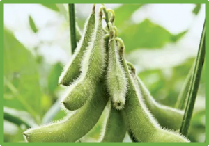 Deciphering the genetic basis of resistance to soybean cyst nematode combining IBD and association mapping