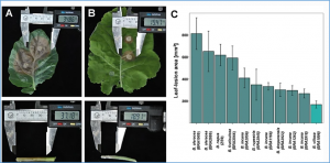QTL mapping and transcriptome analysis identify novel QTLs and candidate genes in Brassica villosa for quantitative resistance against Sclerotinia sclerotiorum