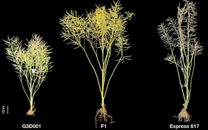 Transgressive and parental dominant gene expression and cytosine methylation during seed development in Brassica napus hybrids
