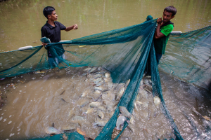 How the Rise of Timor-Leste`s Aquaculture Sector is a Blueprint for Other Small Island Nations