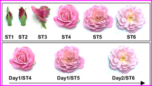 A cytosolic bifunctional geranyl/farnesyl diphosphate synthase provides MVA-derived GPP for geraniol biosynthesis in rose flowers