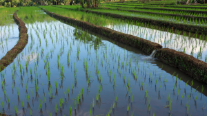 Experts Find Rice`s Secret Weapon for Drought