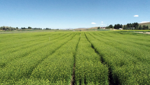 Yield10 Bioscience Files Request for Regulatory Status Review of Omega-3 Camelina