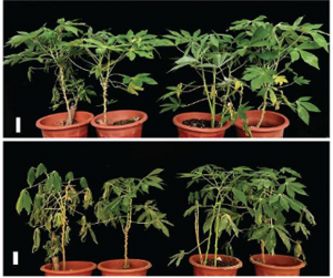 The transcription factor MebHLH18 in cassava functions in decreasing low temperature-induced leaf abscission to promote low-temperature tolerance