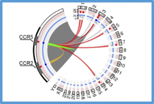 T-CAST: An optimized CAST-Seq pipeline for TALEN confirms superior safety and efficacy of obligate-heterodimeric scaffolds
