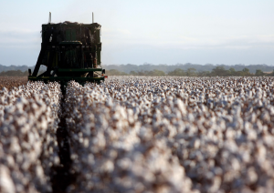 COGEM Concludes Stacked GM Cotton T304-40 x GHB119 x COT102 Does Not Pose an Environmental Risk in the Netherlands