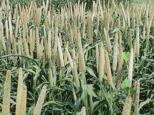 Characterization of the Pearl Millet Cultivation Environments in India: Status and Perspectives Enabled by Expanded Data Analytics and Digital Tools