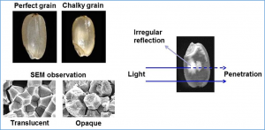 Targeted mutagenesis of the vacuolar H+ translocating pyrophosphatase gene reduces grain chalkiness in rice