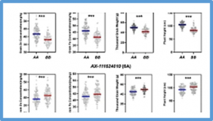 Molecular characterization of stable QTL and putative candidate genes for grain zinc and iron concentrations in two related wheat populations
