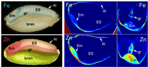 Molecular characterization of stable QTL and putative candidate genes for grain zinc and iron concentrations in two related wheat populations