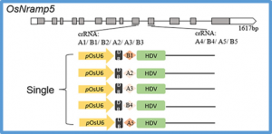 Genome editing in rice using CRISPR/Cas12i3