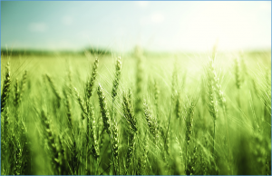 2Blades Licenses TALEN Technology for Organelle Editing