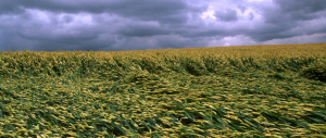 Why agrifood systems must be at the core of climate action: a COP28 preview with FAO climate expert