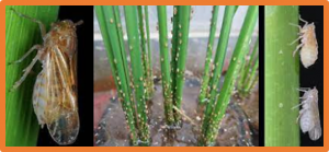 The Bph45 Gene Confers Resistance against Brown Planthopper in Rice by Reducing the Production of Limonene