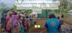 Innovative sweet potato breeding and conservation in Papua New Guinea