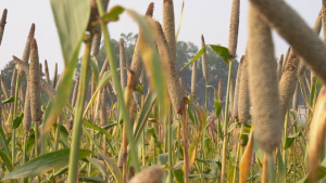 Forgotten millet should solve India`s rice problem, `resistant to diverse climate`