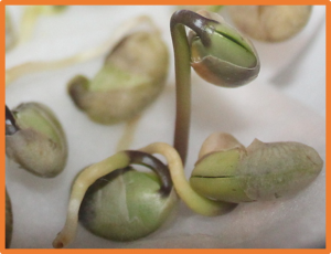 Ensifer sp. GMS14 enhances soybean salt tolerance for potential application in saline soil reclamation
