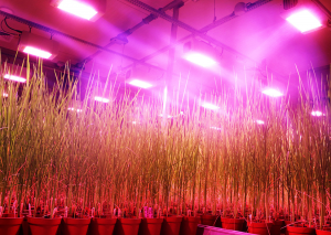 IRRI Develops SpeedFlower, the First Speed Breeding Protocol for Rice