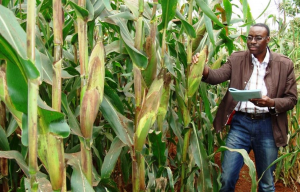 Nigeria Approves GM Maize for Commercialization
