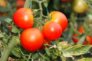 Gene Editing Improves Biotic and Abiotic Stress Reponse of Tomato