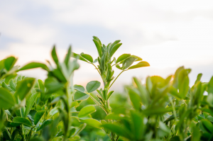 Multiplex CRISPR-Cas9 Reduces Lignin Deposition and Improves Forage Quality of Alfalfa