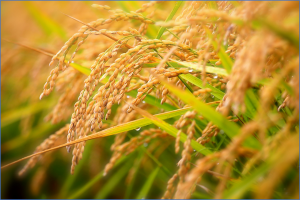 Scientists Enhance Diurnal Flower-Opening Time of Rice