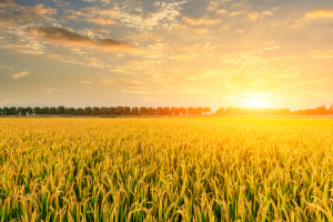 Study Reveals the Role of OsHAK9 in Regulating Seed Germination of Rice