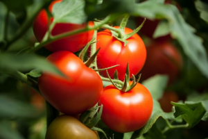Tomato NAC transcription factor NOR-like1 positively regulates tomato fruit softening