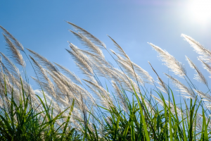 MicroRNA169 Regulates Growth and Stress Responses of Perennial Grasses