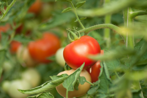 Gene-edited Tomato Exhibits Improved Drought Resistance and Fruit Yield