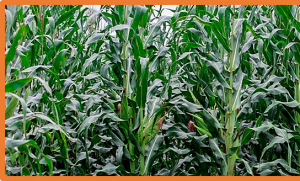 High-dimensional multi-omics measured in controlled conditions are useful for maize platform and field trait predictions