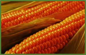 Polyploidy in maize: from evolution to breeding