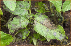 Transcriptome analysis reveals genes associated with late blight resistance in potato
