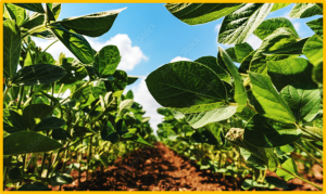 Exploration and genetic analyses of canopy leaf pigmentation changes in soybean (Glycine max L.): unveiling a novel phenotype