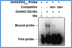 OsNAC120 balances plant growth and drought tolerance by integrating GA and ABA signaling in rice