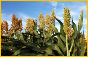 Genetic loci associated with sorghum drought tolerance in multiple environments and their sensitivity to environmental covariables