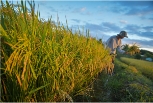 PhilRice Calls for Reversal of Court Decision on Golden Rice 