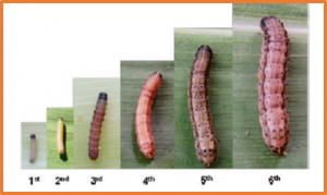  Chronologically inappropriate morphogenesis (Chinmo) is required for maintenance of larval stages of fall armyworm