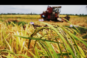 New report highlights critical food system trends and challenges in countdown to 2030