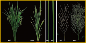 The TCP transcription factor TAC8 positively regulates the tiller angle in rice (Oryza sativa L.)